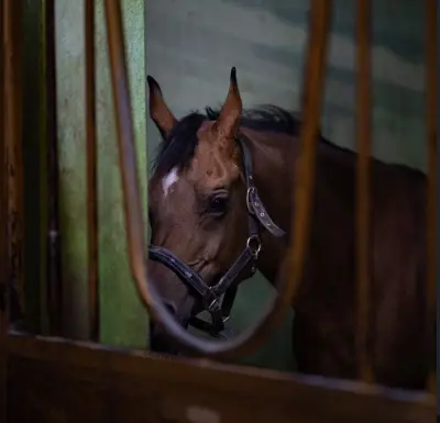 مربط البراق للخيل والفروسية
